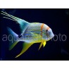Symphorichthys spilurus
