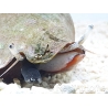 Strombus alatus