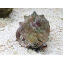 Strombus alatus