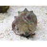 Strombus alatus