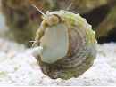 Lithopoma sp