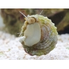 Lithopoma sp