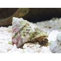 Lithopoma sp