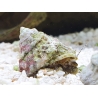 Lithopoma sp