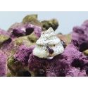 Lithopoma sp