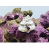Lithopoma sp