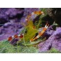 Stenopus scutellatus