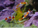 Stenopus scutellatus