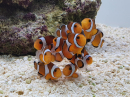 Amphiprion ocellaris Elevage France ACDP