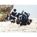 Amphiprion darwini Elevage France ACDP