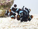 Amphiprion darwini Elevage France ACDP
