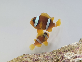Amphiprion clarkii Zucht Frankreich  4-6 cm
