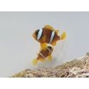 Amphiprion clarkii Zucht Frankreich  4-6 cm