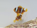 Amphiprion clarkii Zucht Frankreich  4-6 cm