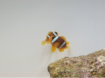 Amphiprion clarkii Breeding France 4-6 cm
