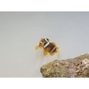 Amphiprion clarkii Allevamento Francia 4-6 cm