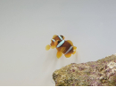 Amphiprion clarkii Zucht Frankreich  4-6 cm
