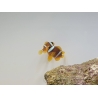 Amphiprion clarkii Cría Francia 4-6 cm