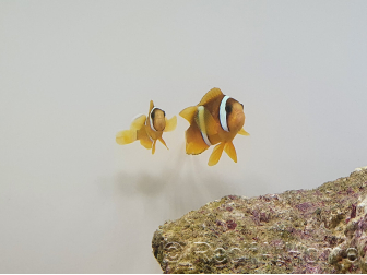 Amphiprion clarkii Zucht Frankreich  4-6 cm