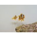 Amphiprion clarkii Zucht Frankreich  4-6 cm