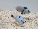 Amphiprion ocellaris platinium Storm élevage ACDP