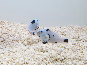 Amphiprion ocellaris platinium Storm élevage ACDP