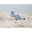 Amphiprion ocellaris platinium Storm élevage ACDP