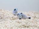 Amphiprion ocellaris platinium Storm élevage ACDP