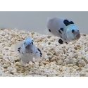 Amphiprion ocellaris platinium Storm élevage ACDP