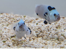 Amphiprion ocellaris platinium Storm élevage ACDP