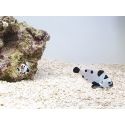 Amphiprion black storm élevage ACDP