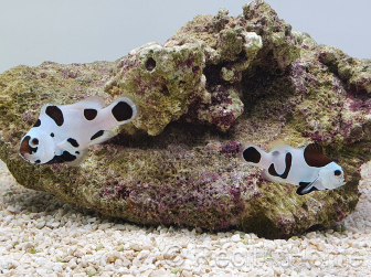 Amphiprion black storm élevage ACDP