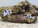 Amphiprion black storm élevage ACDP