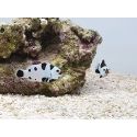 Amphiprion black storm élevage ACDP
