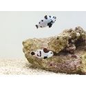 Amphiprion black storm élevage ACDP