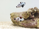 Amphiprion black storm élevage ACDP