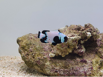 Amphiprion ocellaris Full black Snowflake ACDP