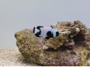 Amphiprion ocellaris Full black Snowflake ACDP