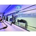 Amphiprion black storm élevage ACDP