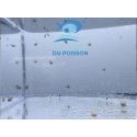 Amphiprion black storm élevage ACDP