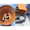 Amphiprion black storm élevage ACDP