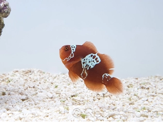 Premnas biaculeatus Lightning maroon Ultra ACDP