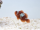 Premnas biaculeatus Lightning maroon Ultra ACDP