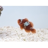 Premnas biaculeatus Lightning maroon Ultra ACDP
