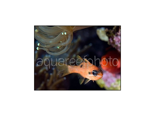 Apogon maculatus CARAIBES