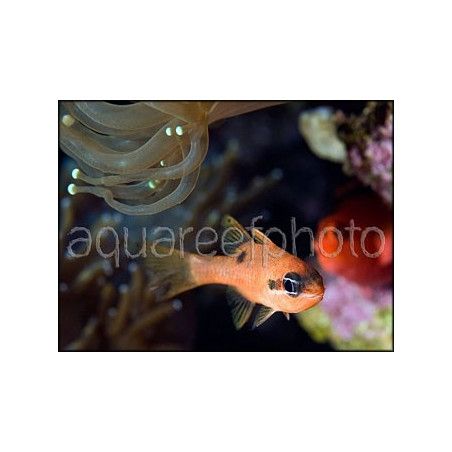 Apogon maculatus CARAIBES
