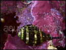 Engina mendicaria