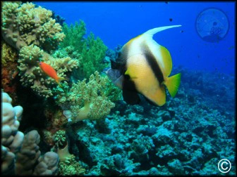 Heniochus monoceros