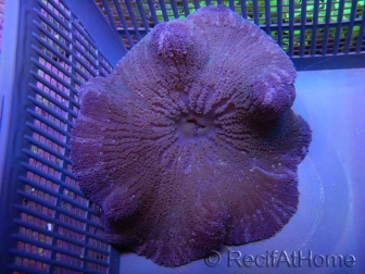 WYSIWYG Stichodactyla haddoni M