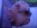 WYSIWYG Stichodactyla haddoni M
